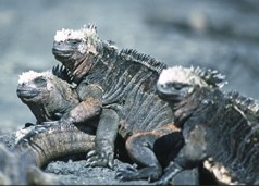 Galapagos
